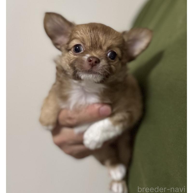 販売中の埼玉県のチワワ(ロングコート)-423868の2枚目