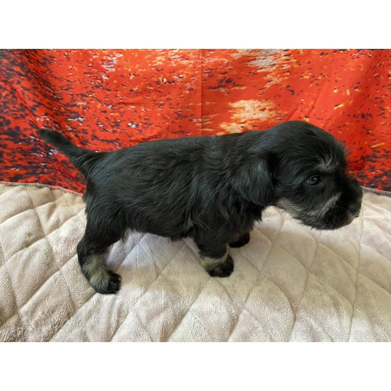 販売中の千葉県のミニチュアシュナウザー-423867の4枚目