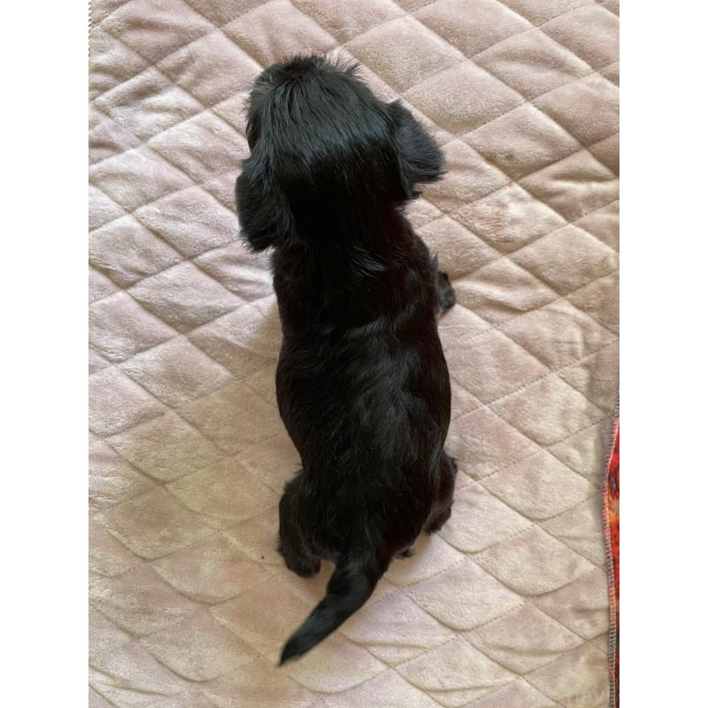 販売中の千葉県のミニチュアシュナウザー-423867の3枚目