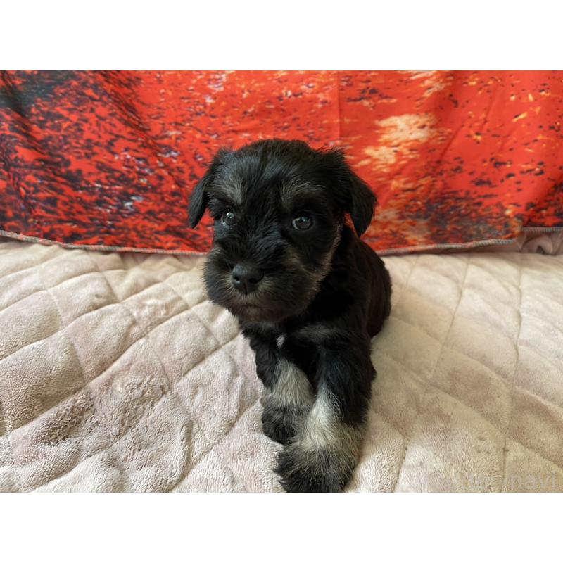 販売中の千葉県のミニチュアシュナウザー-423867の2枚目