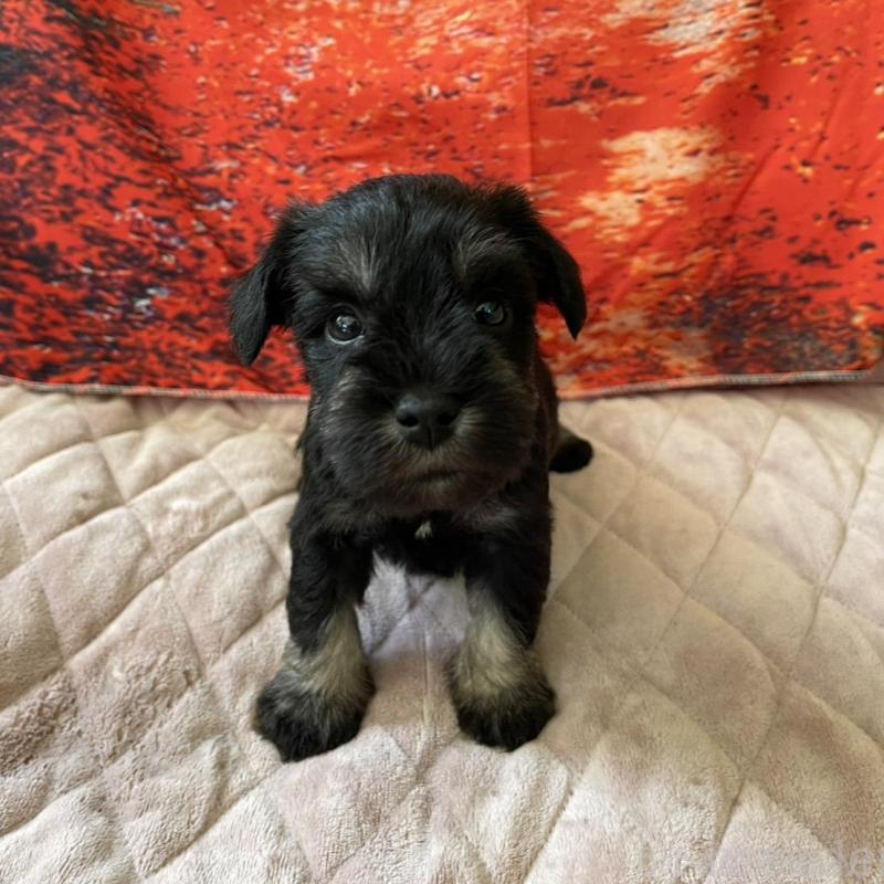 販売中の千葉県のミニチュアシュナウザー-423867の1枚目