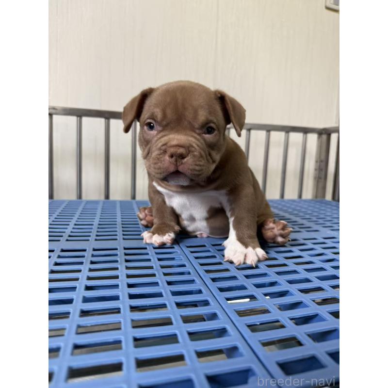 販売中の茨城県のエキゾチックブリー-421357の5枚目