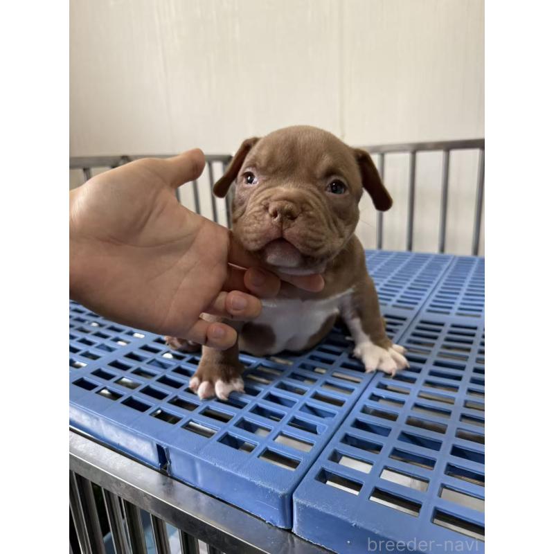 販売中の茨城県のエキゾチックブリー-421357の4枚目