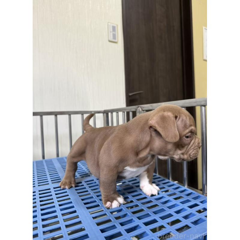 販売中の茨城県のエキゾチックブリー-421357の3枚目