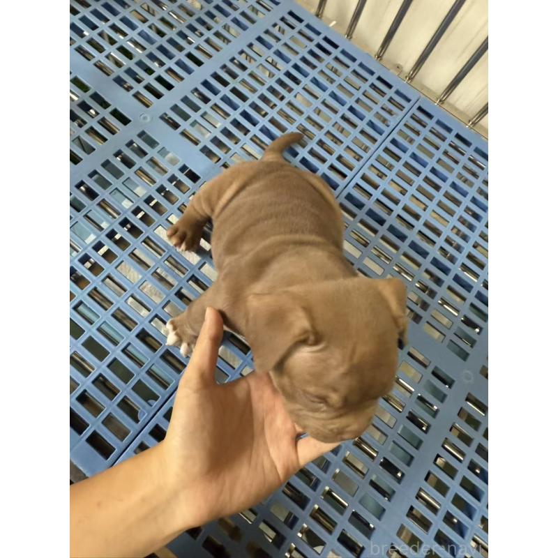 販売中の茨城県のエキゾチックブリー-421357の2枚目