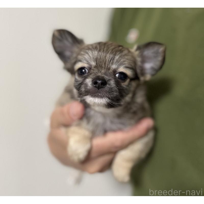 販売中の埼玉県のチワワ(ロングコート)-423871の4枚目