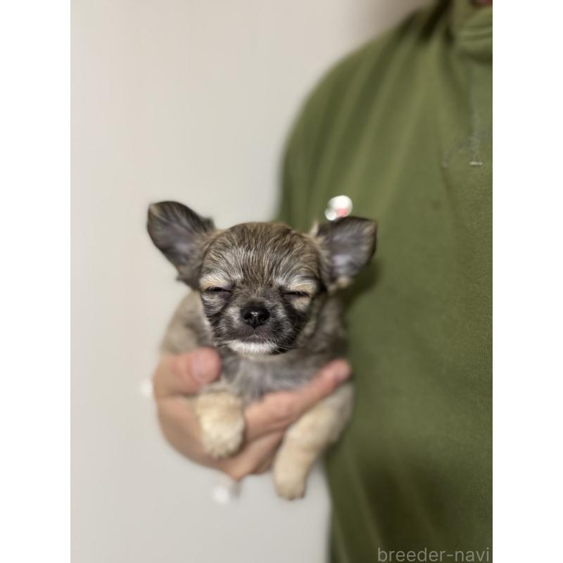 販売中の埼玉県のチワワ(ロングコート)-423871の3枚目