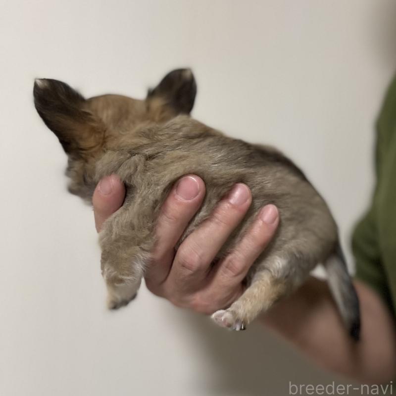 販売中の埼玉県のチワワ(ロングコート)-423871の2枚目