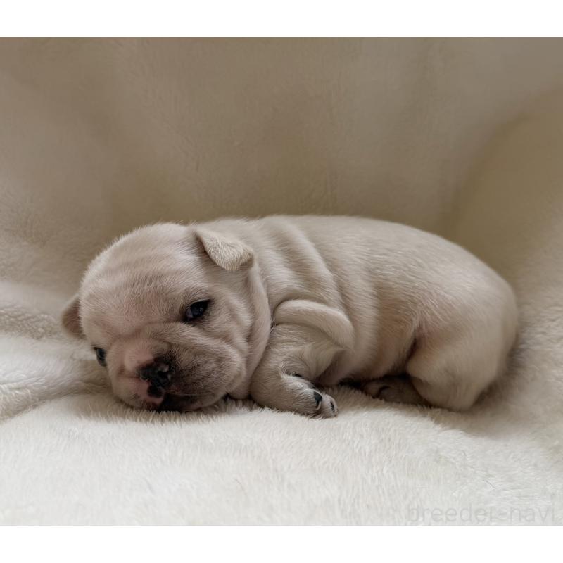 販売中の山口県のフレンチブルドッグ-423869の5枚目