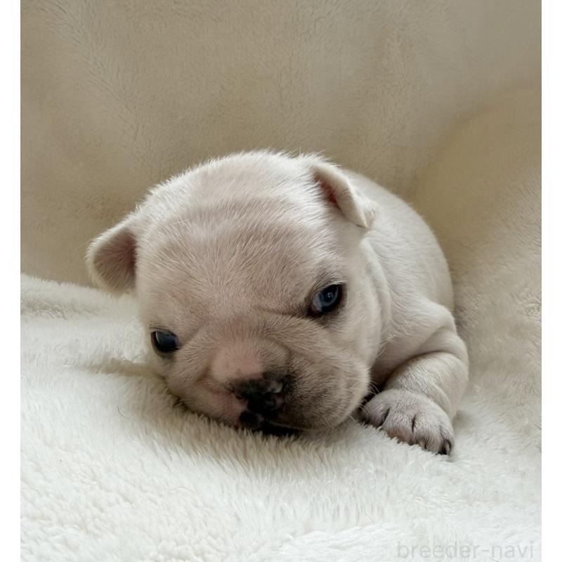 販売中の山口県のフレンチブルドッグ-423869の4枚目