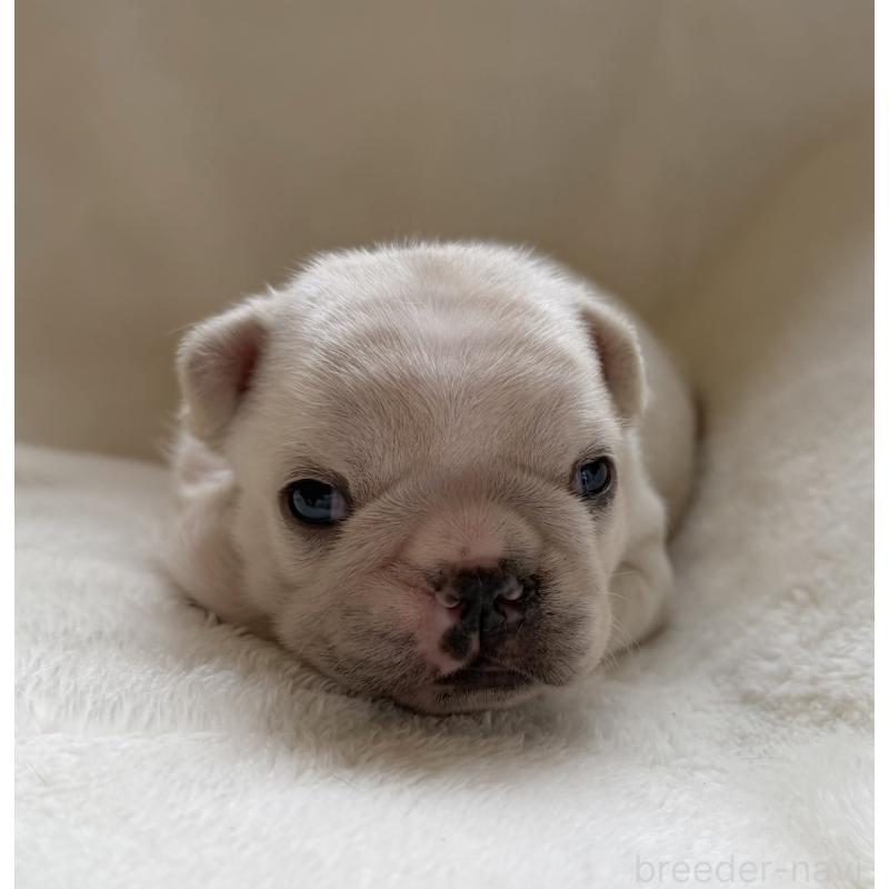 販売中の山口県のフレンチブルドッグ-423869の3枚目