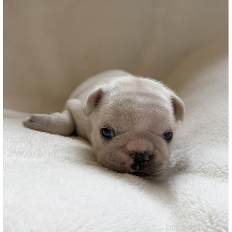 販売中の山口県のフレンチブルドッグ-423869の2枚目