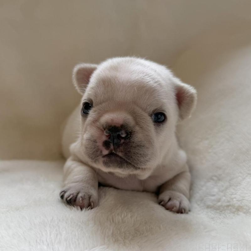 販売中の山口県のフレンチブルドッグ-423869の1枚目