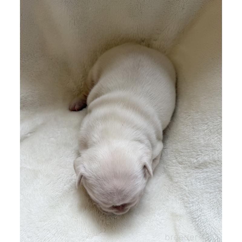 販売中の山口県のフレンチブルドッグ-423873の5枚目