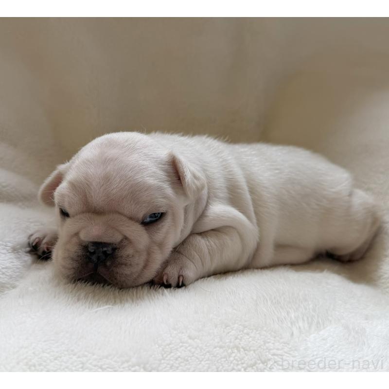 販売中の山口県のフレンチブルドッグ-423873の4枚目