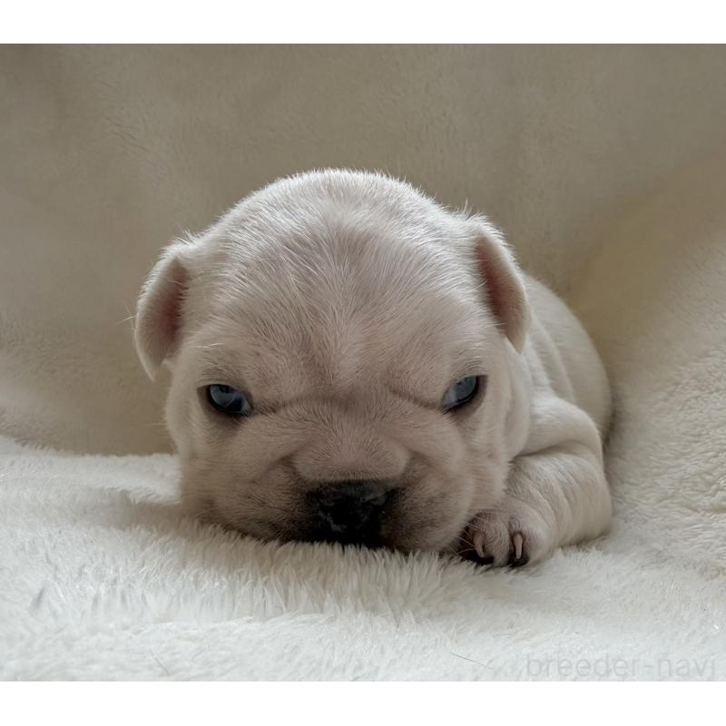 販売中の山口県のフレンチブルドッグ-423873の3枚目