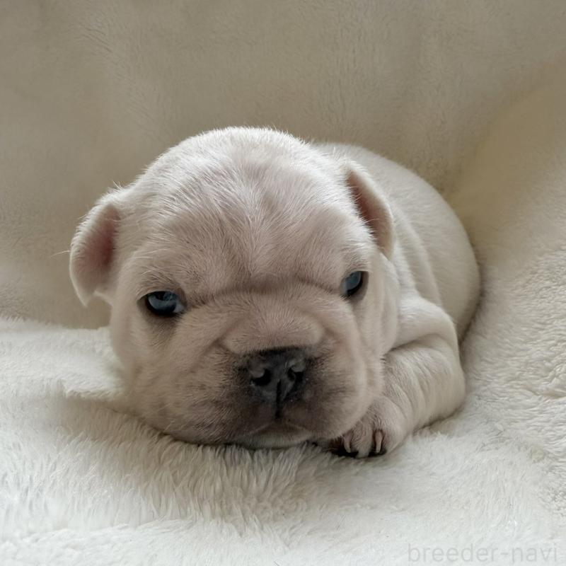 販売中の山口県のフレンチブルドッグ-423873の1枚目