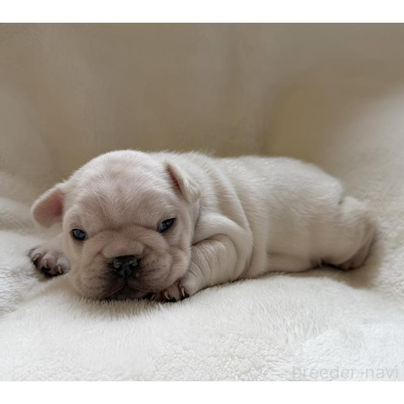 販売中の山口県のフレンチブルドッグ-423873の2枚目