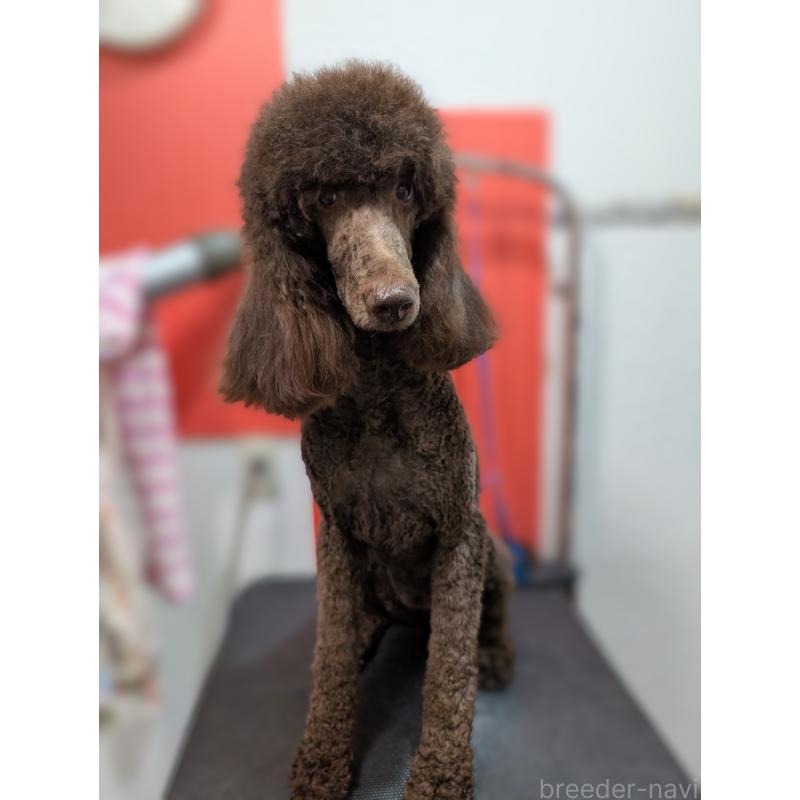 販売中の岡山県のスタンダードプードル-418533