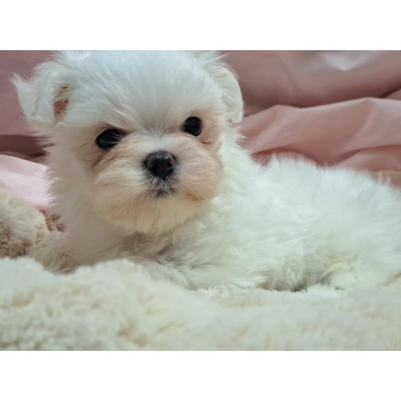 販売中の愛知県のマルチーズ-419221の6枚目