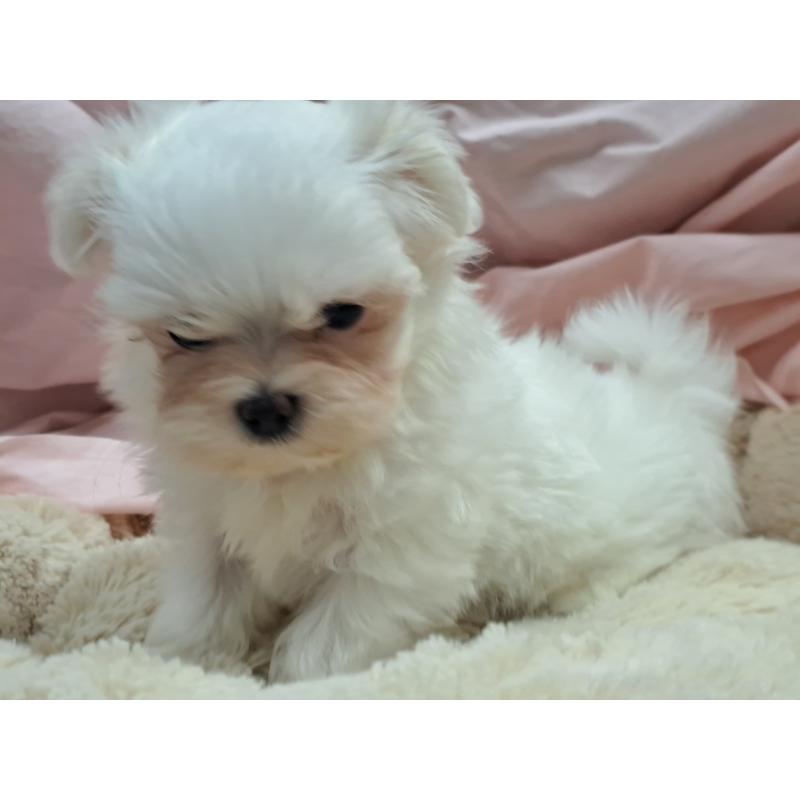 販売中の愛知県のマルチーズ-419221の5枚目