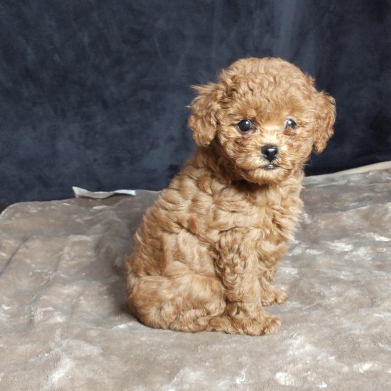 販売中の秋田県のマルプー:マルチーズ×トイプードル-413650