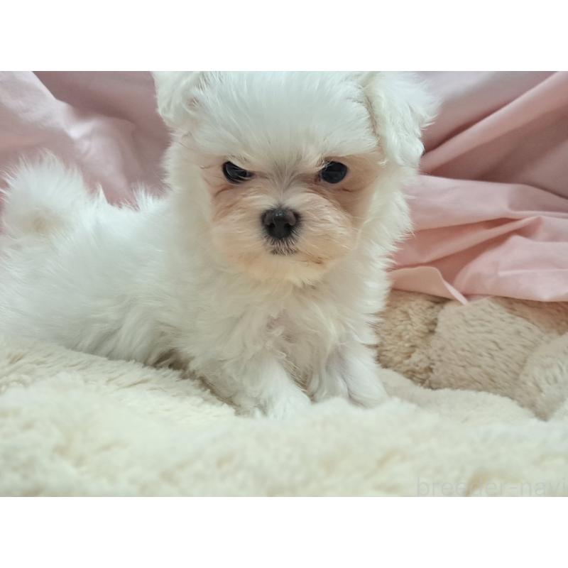 販売中の愛知県のマルチーズ-419221の4枚目