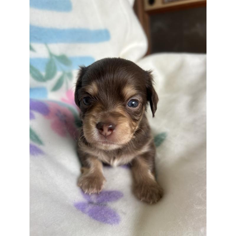 販売中の愛知県のチワックス:チワワ×ミニチュアダックスフンド-423877の1枚目