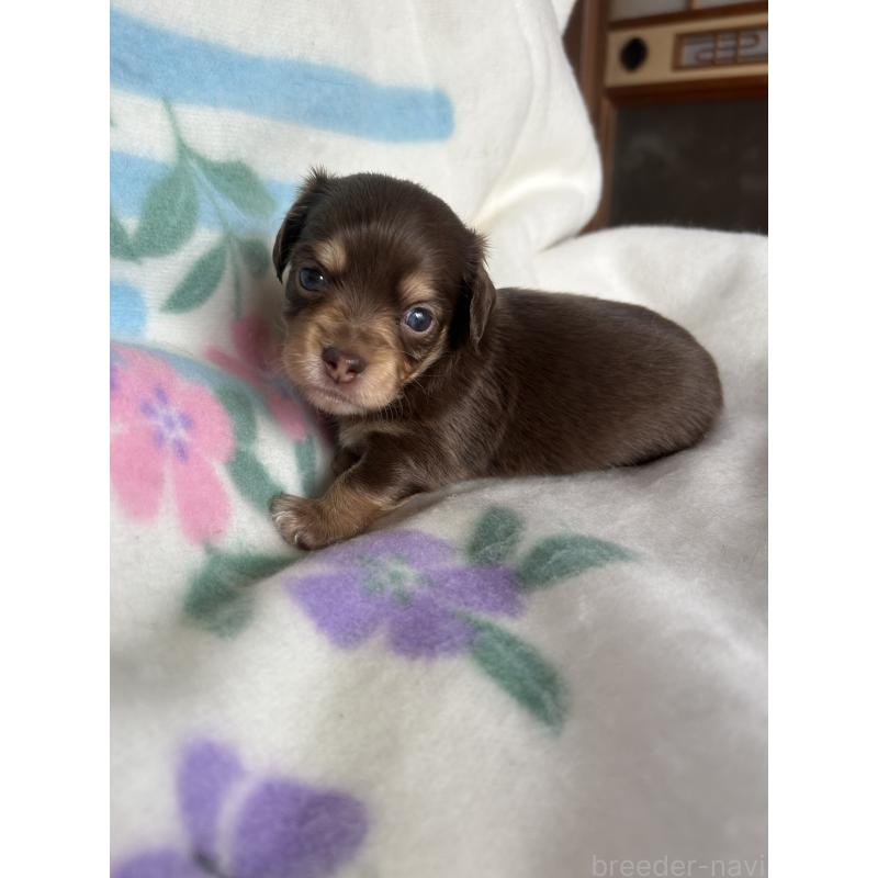 販売中の愛知県のチワックス:チワワ×ミニチュアダックスフンド-423877の5枚目