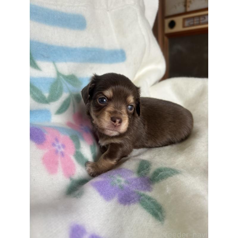 販売中の愛知県のチワックス:チワワ×ミニチュアダックスフンド-423877の4枚目