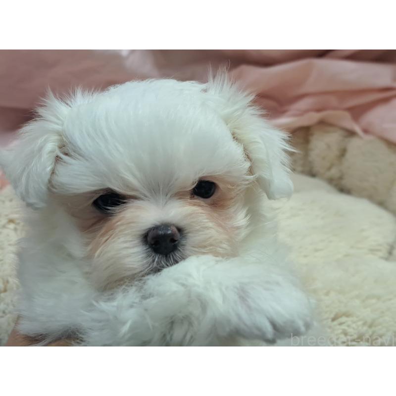 販売中の愛知県のマルチーズ-419221の3枚目