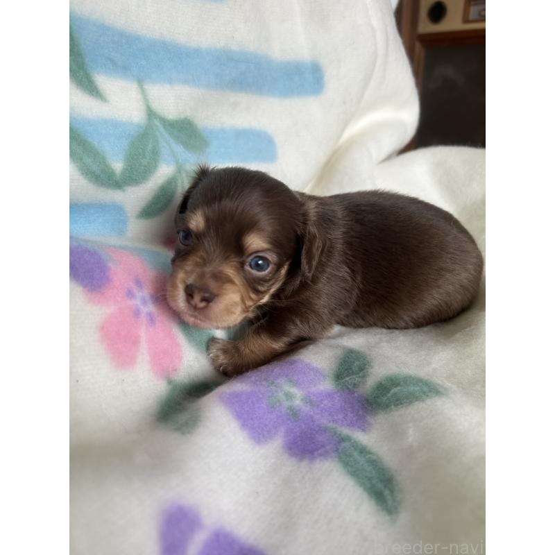 販売中の愛知県のチワックス:チワワ×ミニチュアダックスフンド-423877の3枚目