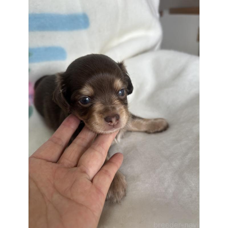 販売中の愛知県のチワックス:チワワ×ミニチュアダックスフンド-423877の2枚目