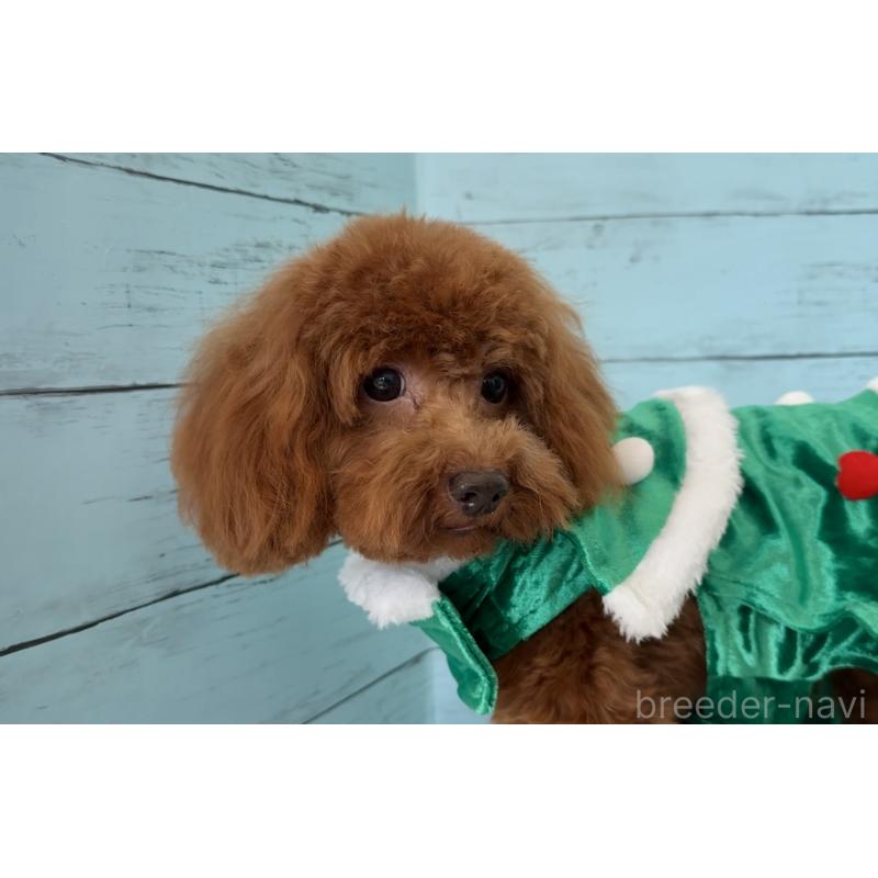 販売中の埼玉県のタイニープードル-384284の15枚目