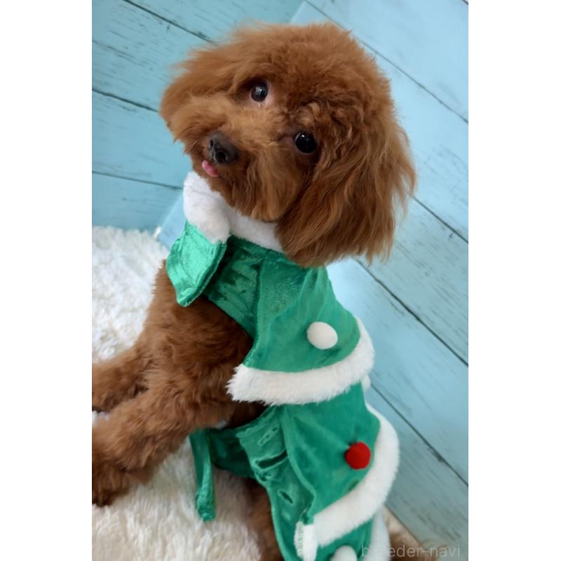 販売中の埼玉県のタイニープードル-384284の14枚目