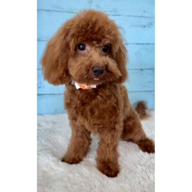 販売中の埼玉県のタイニープードル-384284の13枚目