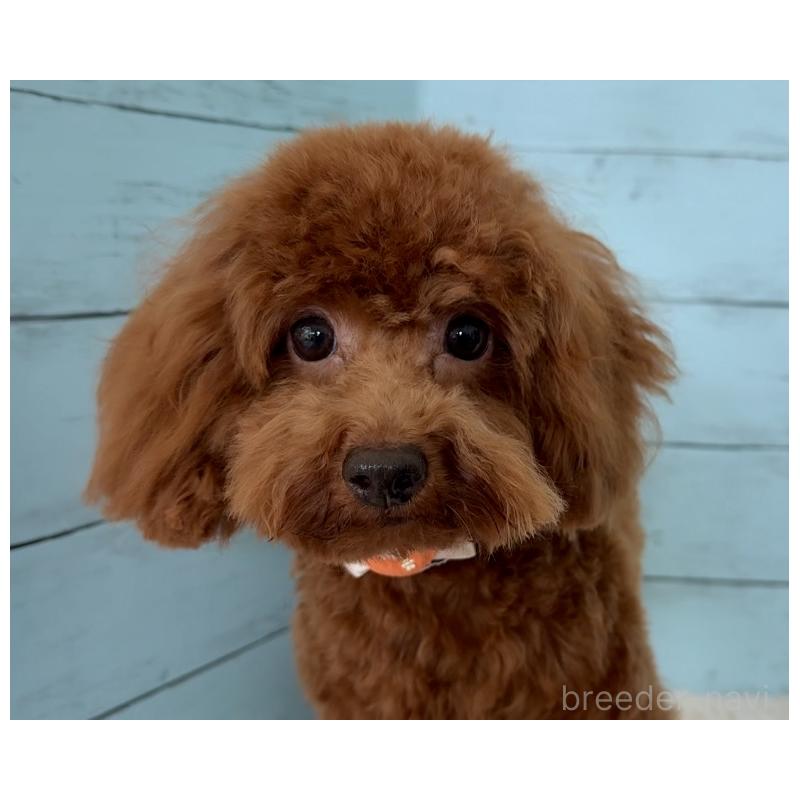 販売中の埼玉県のタイニープードル-384284の12枚目