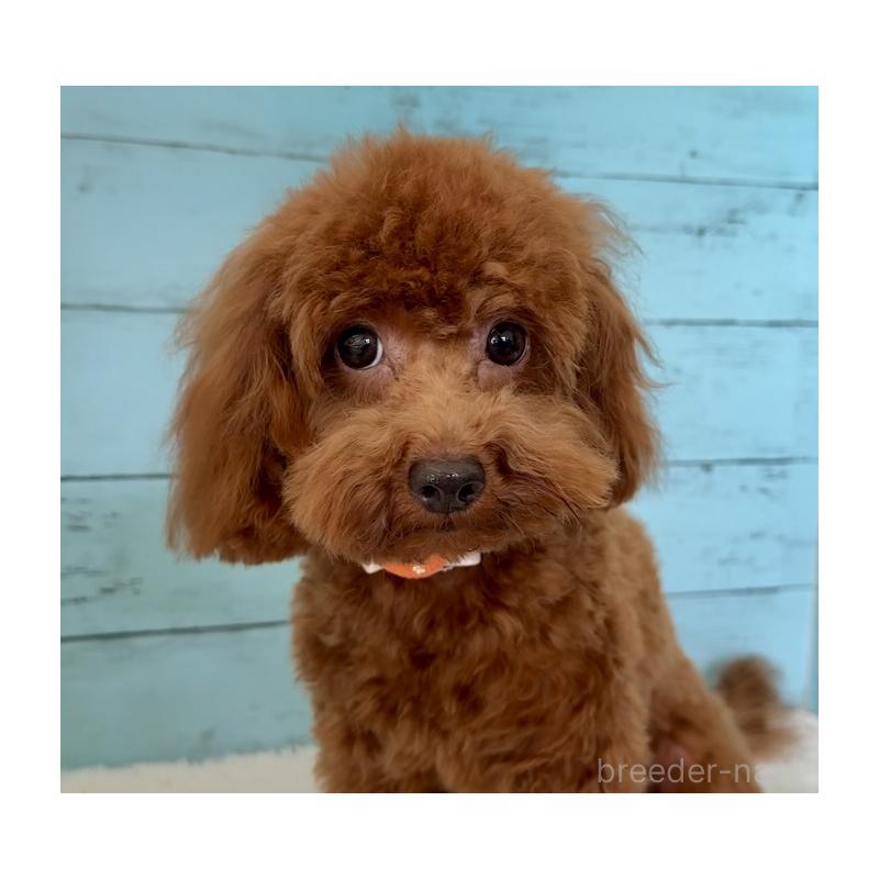 販売中の埼玉県のタイニープードル-384284