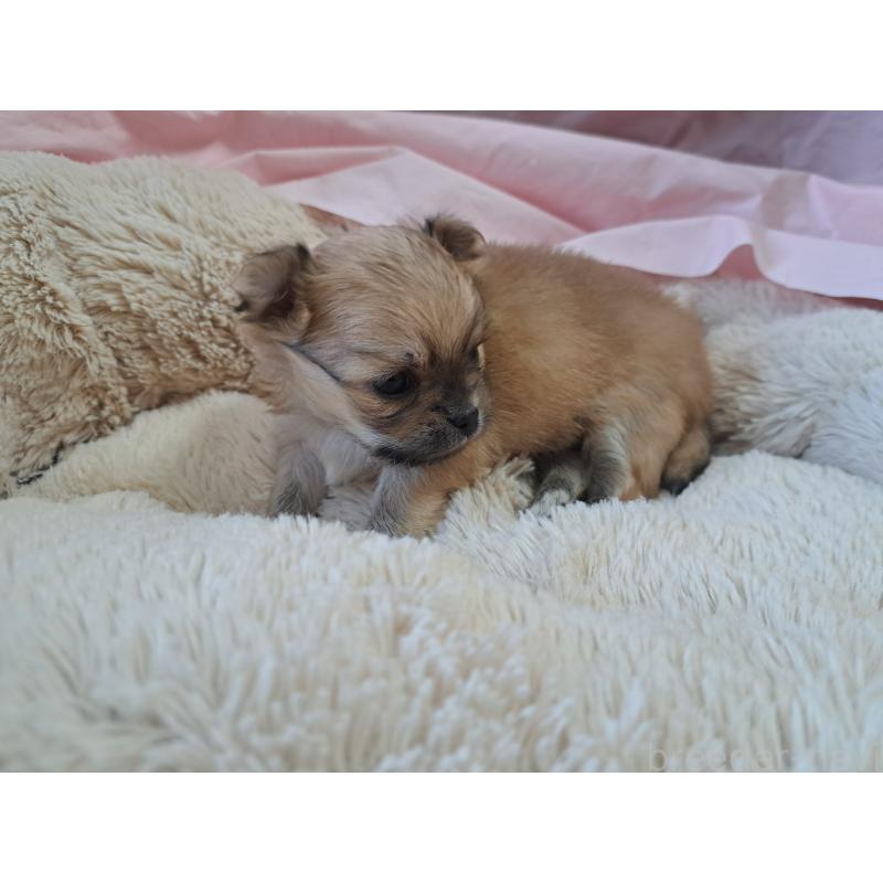 販売中の愛知県のチワワ(ロングコート)-423878の6枚目