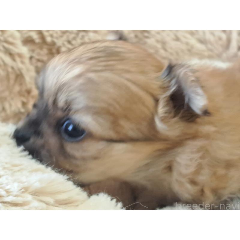 販売中の愛知県のチワワ(ロングコート)-423878の5枚目