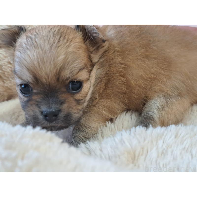 販売中の愛知県のチワワ(ロングコート)-423878の4枚目