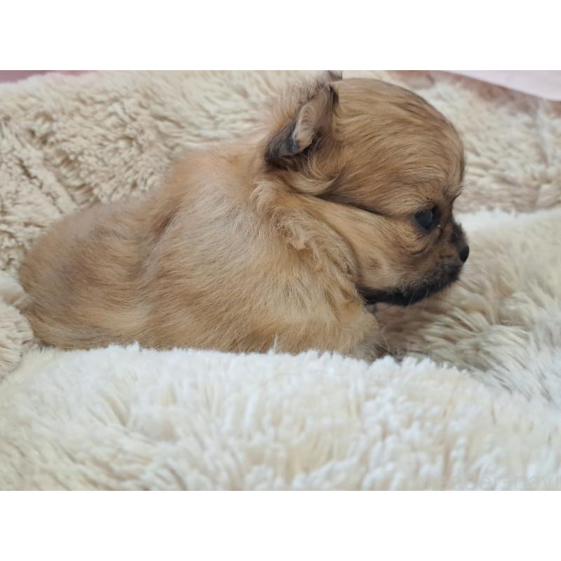 販売中の愛知県のチワワ(ロングコート)-423878の2枚目