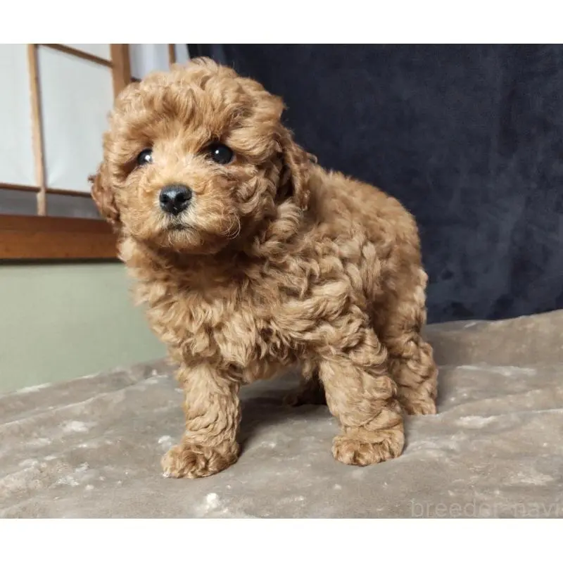 販売中の秋田県のマルプー:マルチーズ×トイプードル-423879の5枚目