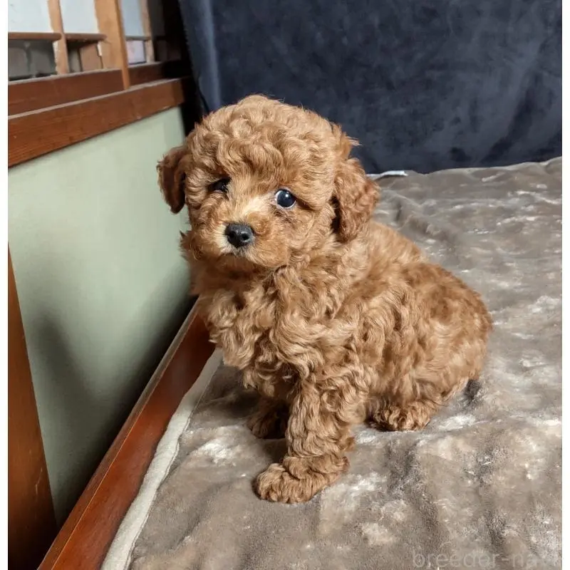 販売中の秋田県のマルプー:マルチーズ×トイプードル-423879の4枚目