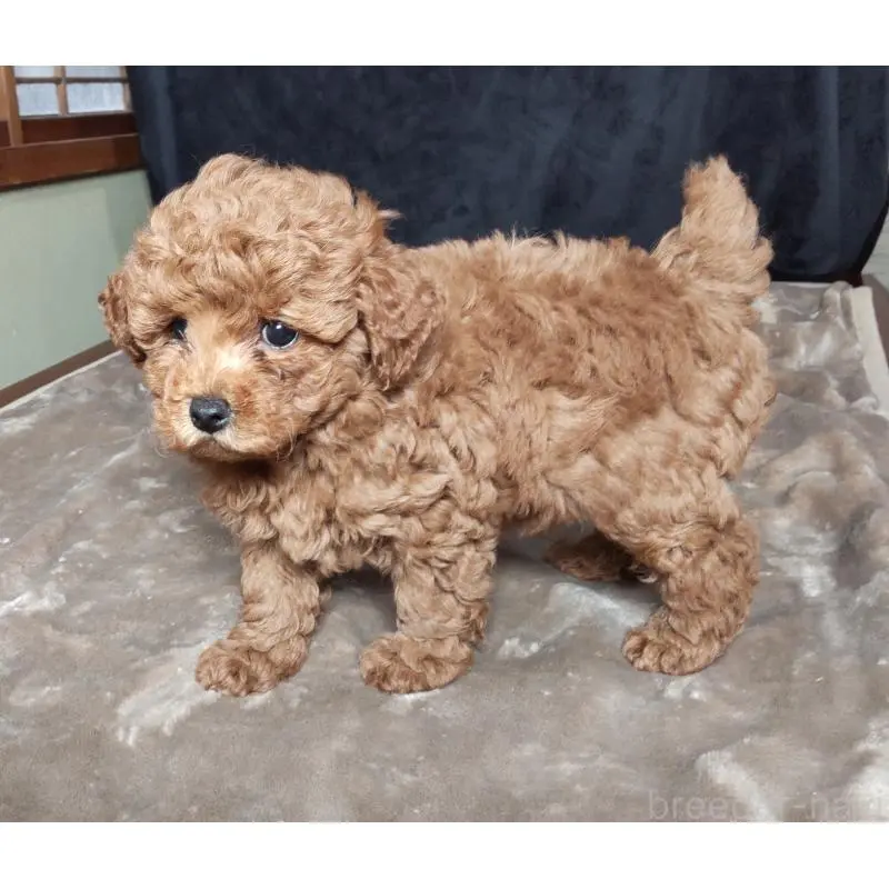 販売中の秋田県のマルプー:マルチーズ×トイプードル-423879の3枚目