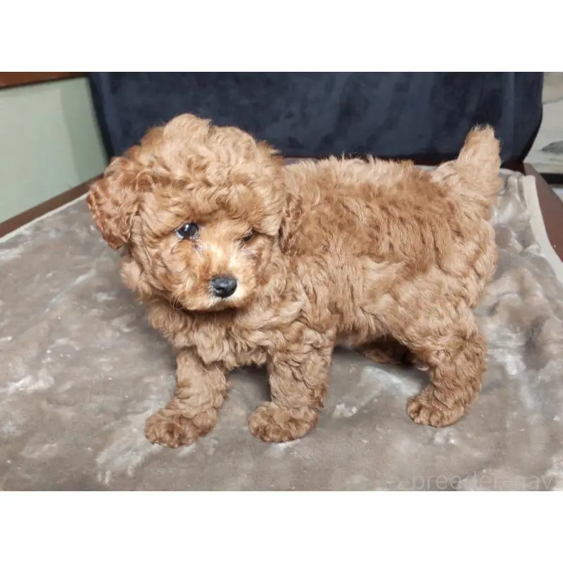 販売中の秋田県のマルプー:マルチーズ×トイプードル-423879の2枚目