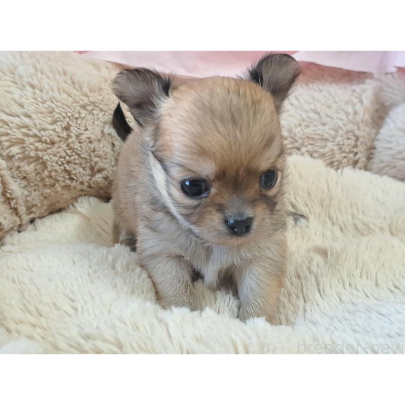 販売中の愛知県のチワワ(ロングコート)-423880の5枚目