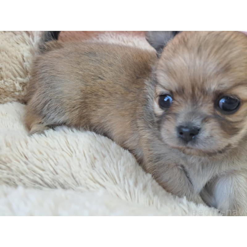 販売中の愛知県のチワワ(ロングコート)-423880の4枚目