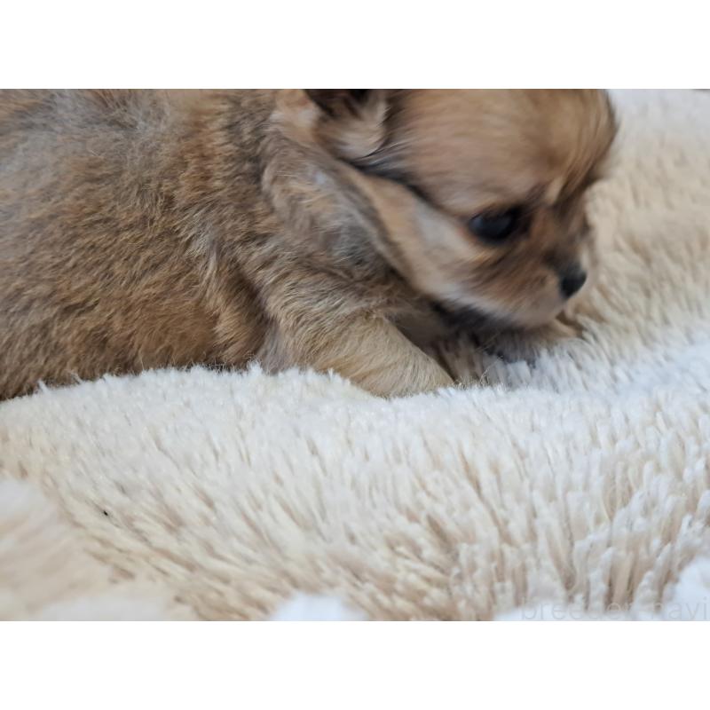 販売中の愛知県のチワワ(ロングコート)-423880の3枚目