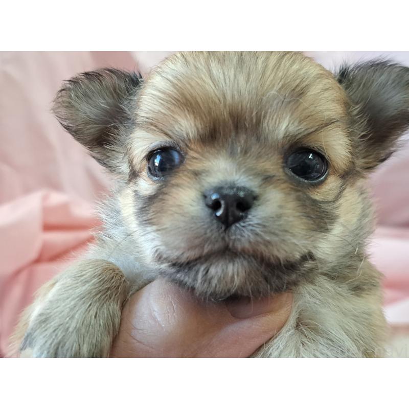 販売中の愛知県のチワワ(ロングコート)-423880の2枚目